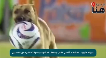 سرقة مثيرة.. لحظة لا تُنسى لكلب يخطف الأضواء بسرقته الكرة من اللاعبين